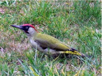 Grünspecht im Garten